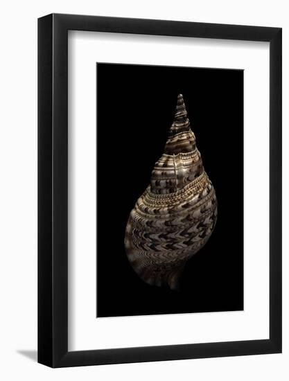 Charonia Tritonis (Triton)-Paul Starosta-Framed Photographic Print