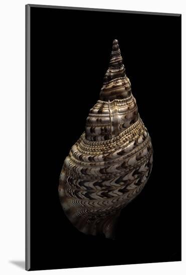 Charonia Tritonis (Triton)-Paul Starosta-Mounted Photographic Print