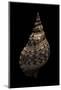 Charonia Tritonis (Triton)-Paul Starosta-Mounted Photographic Print