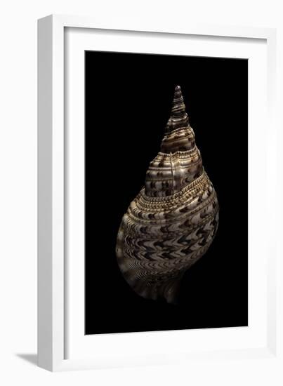 Charonia Tritonis (Triton)-Paul Starosta-Framed Photographic Print