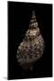 Charonia Tritonis (Triton)-Paul Starosta-Mounted Photographic Print