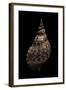 Charonia Tritonis (Triton)-Paul Starosta-Framed Photographic Print