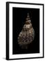 Charonia Tritonis (Triton)-Paul Starosta-Framed Photographic Print