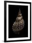 Charonia Tritonis (Triton)-Paul Starosta-Framed Photographic Print