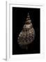 Charonia Tritonis (Triton)-Paul Starosta-Framed Photographic Print