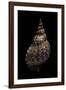 Charonia Tritonis (Triton)-Paul Starosta-Framed Photographic Print