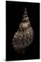 Charonia Tritonis (Triton)-Paul Starosta-Mounted Photographic Print