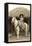 Charra on Horse, Mexico-null-Framed Stretched Canvas