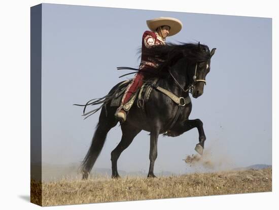 Charro on a Black Andalusian Stallion Galloping in Ojai, California, USA-Carol Walker-Stretched Canvas