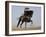 Charro on a Black Andalusian Stallion Galloping in Ojai, California, USA-Carol Walker-Framed Photographic Print