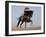 Charro on a Black Andalusian Stallion Galloping in Ojai, California, USA-Carol Walker-Framed Photographic Print