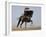 Charro on a Black Andalusian Stallion Galloping in Ojai, California, USA-Carol Walker-Framed Photographic Print