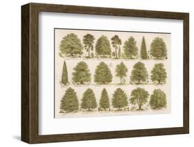 Chart of British Forest Trees-null-Framed Photographic Print