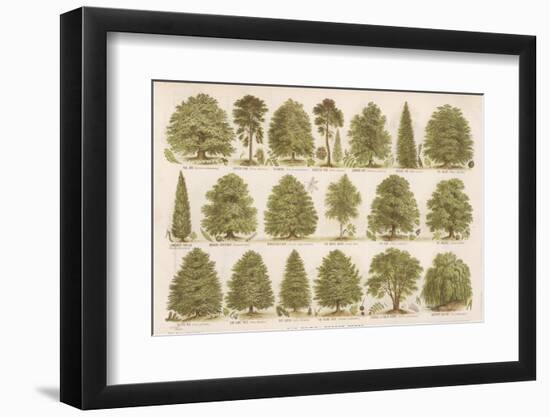 Chart of British Forest Trees-null-Framed Photographic Print