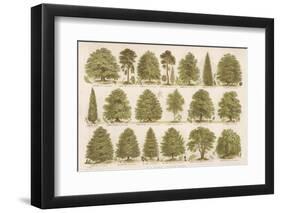 Chart of British Forest Trees-null-Framed Photographic Print