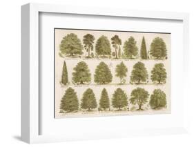 Chart of British Forest Trees-null-Framed Photographic Print