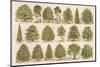 Chart of British Forest Trees-null-Mounted Photographic Print