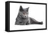 Chartreux Cat-Fabio Petroni-Framed Stretched Canvas