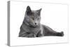 Chartreux Cat-Fabio Petroni-Stretched Canvas