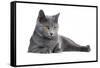 Chartreux Cat-Fabio Petroni-Framed Stretched Canvas