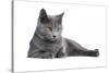 Chartreux Cat-Fabio Petroni-Stretched Canvas