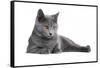 Chartreux Cat-Fabio Petroni-Framed Stretched Canvas