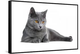 Chartreux Cat-Fabio Petroni-Framed Stretched Canvas