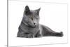 Chartreux Cat-Fabio Petroni-Stretched Canvas