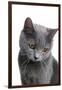 Chartreux Cat-Fabio Petroni-Framed Premium Photographic Print