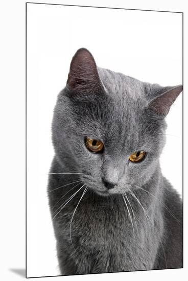 Chartreux Cat-Fabio Petroni-Mounted Premium Photographic Print