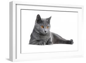 Chartreux Cat-Fabio Petroni-Framed Photographic Print