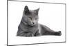 Chartreux Cat-Fabio Petroni-Mounted Photographic Print