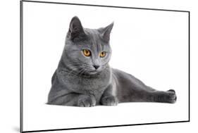 Chartreux Cat-Fabio Petroni-Mounted Photographic Print