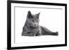 Chartreux Cat-Fabio Petroni-Framed Photographic Print