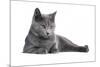 Chartreux Cat-Fabio Petroni-Mounted Photographic Print