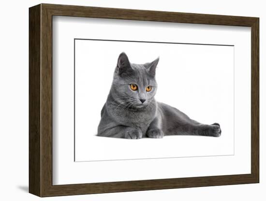 Chartreux Cat-Fabio Petroni-Framed Photographic Print