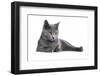 Chartreux Cat-Fabio Petroni-Framed Photographic Print