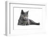 Chartreux Cat-Fabio Petroni-Framed Photographic Print