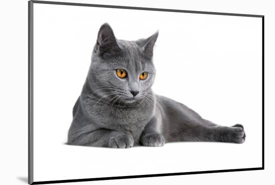 Chartreux Cat-Fabio Petroni-Mounted Photographic Print