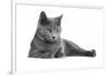 Chartreux Cat-Fabio Petroni-Framed Photographic Print