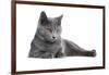 Chartreux Cat-Fabio Petroni-Framed Photographic Print