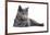 Chartreux Cat-Fabio Petroni-Framed Photographic Print