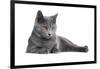 Chartreux Cat-Fabio Petroni-Framed Photographic Print