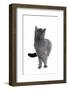 Chartreux Cat-Fabio Petroni-Framed Photographic Print