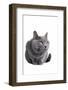 Chartreux Cat-Fabio Petroni-Framed Photographic Print