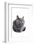 Chartreux Cat-Fabio Petroni-Framed Photographic Print