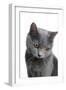 Chartreux Cat-Fabio Petroni-Framed Photographic Print