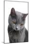 Chartreux Cat-Fabio Petroni-Mounted Photographic Print