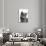 Chartreux Cat-Fabio Petroni-Photographic Print displayed on a wall