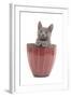 Chartreux Kitten in Flowerpot-null-Framed Photographic Print